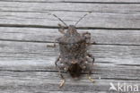 bruingemarmerde schildwants (halyomorpha halys)