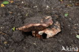 Toverchampignon (Agaricus geesterani)