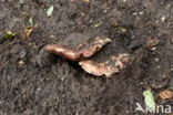 Toverchampignon (Agaricus geesterani)