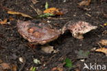 Toverchampignon (Agaricus geesterani)