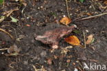 Toverchampignon (Agaricus geesterani)