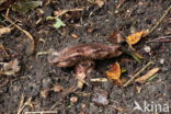 Toverchampignon (Agaricus geesterani)