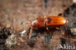 Cryptolestes ferrugineus