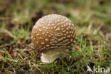 Panteramaniet (Amanita pantherina)