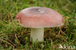 Zwartpurperen russula (Russula undulata)