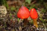 Zwartwordende wasplaat (Hygrocybe conica)