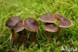 Oranjebloesemgordijnzwam (Cortinarius sacchariosmus)