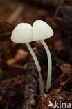 Sneeuwwitte mycena (Hemimycena lactea)