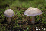 Paarse galgordijnzwam (Cortinarius croceocoeruleus)