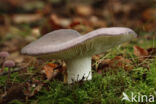 Regenboogrussula (Russula cyanoxantha)