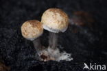 Poederzwamgast (Asterophora lycoperdoides)