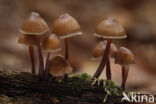 Fraaisteelmycena (Mycena inclinata)