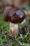 Berkenridderzwam (Tricholoma fulvum)