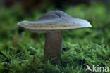 Zeepzwam (Tricholoma saponaceum)