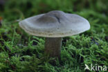 Zeepzwam (Tricholoma saponaceum)