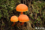 Gewoon vuurzwammetje (Hygrocybe miniata)