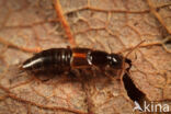 Philonthus discoideus