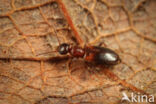 Omonadus formicarius