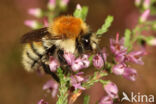 Heidehommel (Bombus humilis)