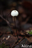 Wieltje (Marasmius rotula)