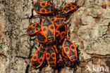 Vuurwants (Pyrrhocoris apterus)