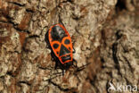 Vuurwants (Pyrrhocoris apterus)