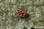 Vuurwants (Pyrrhocoris apterus)