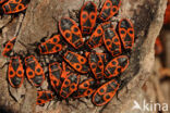 Vuurwants (Pyrrhocoris apterus)