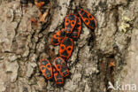 Vuurwants (Pyrrhocoris apterus)