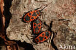 Vuurwants (Pyrrhocoris apterus)