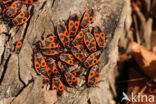 Vuurwants (Pyrrhocoris apterus)