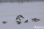 Sneeuwgors (Plectrophenax nivalis)