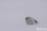 Sneeuwgors (Plectrophenax nivalis)