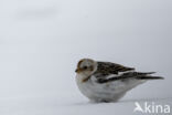 Sneeuwgors (Plectrophenax nivalis)