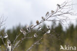 Sneeuwgors (Plectrophenax nivalis)