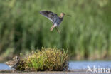 Watersnip (Gallinago gallinago)