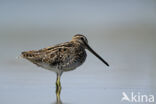 Watersnip (Gallinago gallinago)