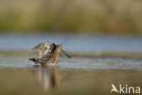 Watersnip (Gallinago gallinago)