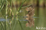 Watersnip (Gallinago gallinago)