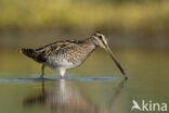 Watersnip (Gallinago gallinago)