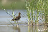 Watersnip (Gallinago gallinago)