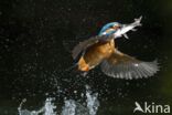 IJsvogel (Alcedo atthis)