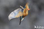 IJsvogel (Alcedo atthis)