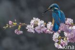 IJsvogel (Alcedo atthis)