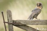 Kerkuil (Tyto alba)