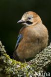 Vlaamse Gaai (Garrulus glandarius)