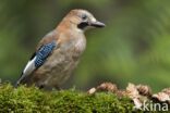 Vlaamse Gaai (Garrulus glandarius)