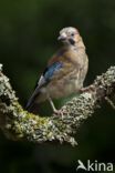 Vlaamse Gaai (Garrulus glandarius)