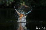 IJsvogel (Alcedo atthis)