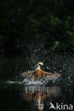 IJsvogel (Alcedo atthis)